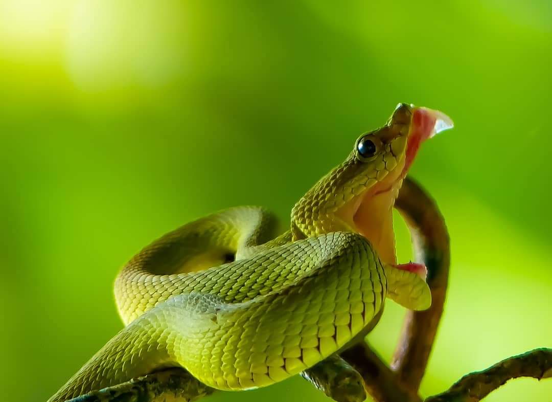 the viper