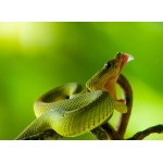 the viper